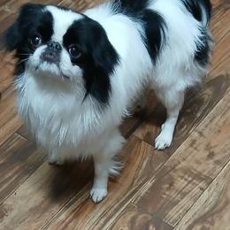Len - Black and white male Japanese Chin puppy in Salem, Oregon from Chinnychinchinofsalem