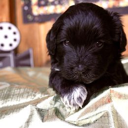 Portuguese Water Dog Puppies from Yellowstone Porties
