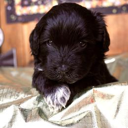 Portuguese Water Dog Puppies from Yellowstone Porties