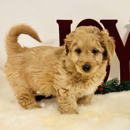 Winchester (blue collar) - Apricot male Saint Berdoodle puppy in Swartz Creek, Michigan from Whisky Paws Saint Berdoodles and Poodle Pups