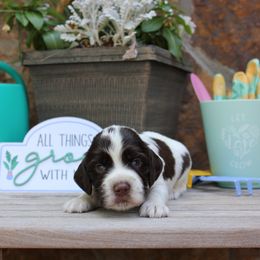 Blue Collar - Liver and white male English Cocker Spaniel puppy in Ohatchee, Alabama from Otter Creek Kennels