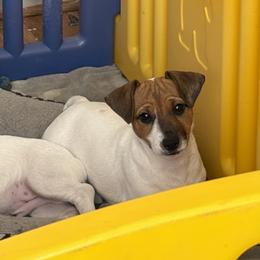 Tan and white girl - Tan and white female Jack Russell Terrier puppy in Williston, Florida from CP FARMS BORDER COLLIES N JACKS CORP