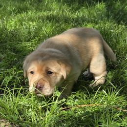 Yellow Male - Yellow male Labrador Retriever puppy in Andrews, South Carolina from Leyland Cypress Retrievers