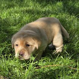 Yellow Male - Yellow male Labrador Retriever puppy in Andrews, South Carolina from Leyland Cypress Retrievers