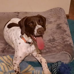 German Shorthaired Pointer All Grown Up from Edonja German Shorthaired Pointers
