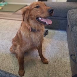 Porter - Golden Retriever