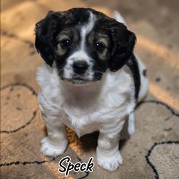 Speck - Sable female Aussiedoodle puppy in Lebanon, Oregon from Abbott Family Farm