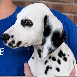 Spicy - White and black female Dalmatian puppy in Bremen, Georgia from Clark’s Dalmatians