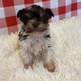 Liver-Tan Parti - Liver male Miniature Schnauzer puppy in Clover, South Carolina from Bobo’s Babies Kennels