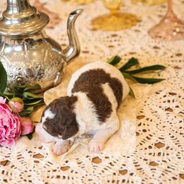 Poodle Puppies from Setting the Standard Poodles