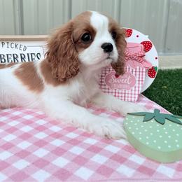 Girl 2 - Blenheim female Cavalier King Charles Spaniel puppy in Conroe, Texas from Alder Creek Cavaliers