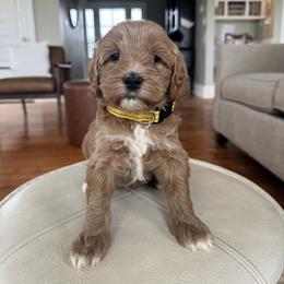 Yellow - Apricot female Australian Labradoodle puppy in Ferndale, Washington from Annie's Doodles