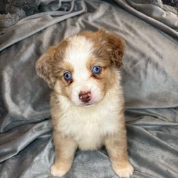 Miller - Red merle male Toy Australian Shepherd puppy in Union Grove, North Carolina from Grove Farm