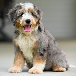 Ruth - Blue merle female Bernedoodle puppy in Dundee, Ohio from Down Home Doodle