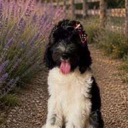Mercedes - Black and white female Aussiedoodle puppy in Springfield, Missouri from Aspen River Doodles