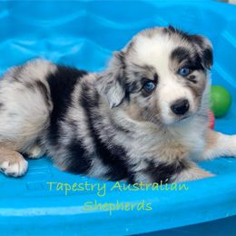 Juniper - Blue merle male Australian Shepherd puppy in Deford, Michigan from Tapestry Australian Shepherds
