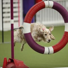 English Setter Puppies from Rivendell English Setters
