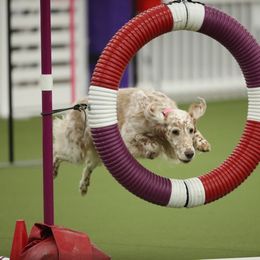 English Setter Puppies from Rivendell English Setters