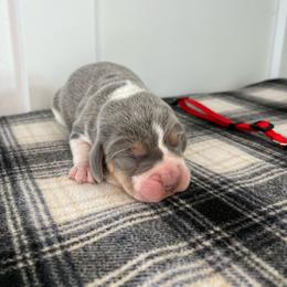 AKC red male - Blue tan and white male Beagle puppy in Shelley, Idaho from Idaho Beagles