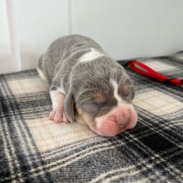 AKC red male - Blue tan and white male Beagle puppy in Shelley, Idaho from Idaho Beagles