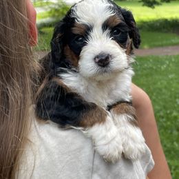 Joy - Tri-color female Bernedoodle puppy in Lancaster, Pennsylvania from Homestead Bernedoodles