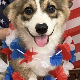 Pembroke Welsh Corgi Puppies from Becky's Pembroke Welsh Corgis