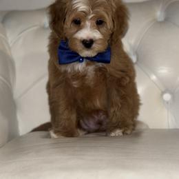 Bernedoodle, Cavapoo, Goldendoodle, Miniature Schnauzer, and Poodle Puppies from Pet Inn Xxweetdoodles