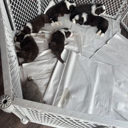 Bearded Collie Puppies from Aberlour Bearded Collies