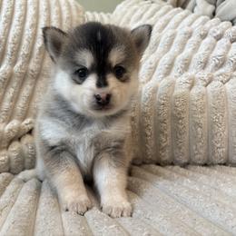 (Astro)naut - Tri-color male Pomsky puppy in Valparaiso, Indiana from Valparaiso Pomskys