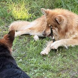 German Shepherds from Legacy Reborn