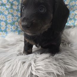 Black Bean - Black and tan male Dachshund puppy in Grant, Michigan from Low Down Dashchuand