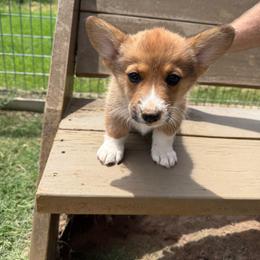 Ollie Sue - Sable female Pembroke Welsh Corgi puppy in Paradise, Texas from Corgis in Paradise