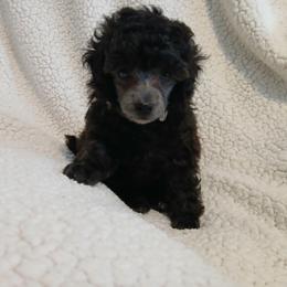 Lyka - Silver female Poodle puppy in Blanch, North Carolina from Faithful Hearts Kennel