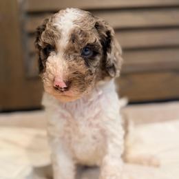 Sage - Parti male Goldendoodle puppy in Macclenny, Florida from Baker County Goldendoodles