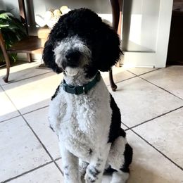 Aussiedoodles from Cypress Forrest Doodles