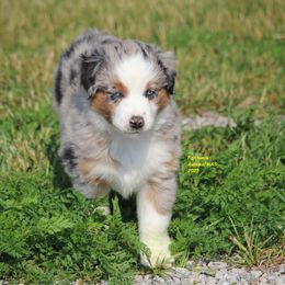 Hosana - Blue merle female Miniature American Shepherd puppy in Hillsdale, Michigan from Faithwalk Aussies and Mini American Shepherds