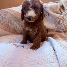 Puppy 2 - Apricot male Irish Doodle puppy in Bloomfield, Iowa from Schooley Doodles