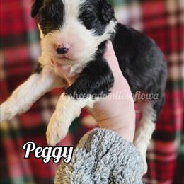 Peggy - Black and white female Sheepadoodle puppy in Iowa Falls, Iowa from Sheepadoodles of Iowa