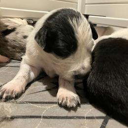 Blackjack - Black and white male Border Collie puppy in Holden, Missouri from Spotted Feather Farm