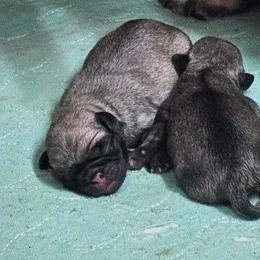 Baby boy - Fawn male Pug puppy in Kodak, Tennessee from My Princess Pugs