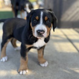 Red boy - Black, white and red male Greater Swiss Mountain Dog puppy in Woodland, Washington from Woodland Swissie’s