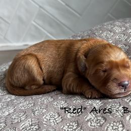 Ares - Dark golden male Golden Retriever puppy in Weston, Missouri from Love is Golden