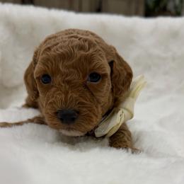 Coffee cream - Red  male Goldendoodle puppy in Shingle Springs, California from Creamy Retrievers
