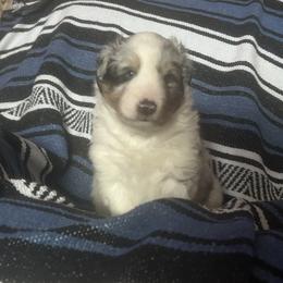 Tank - White blue merle male Shetland Sheepdog puppy in Neeley, Idaho from Bloxham Blue Shelties and Corgis