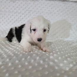 Rachel - Black and white female Sheepadoodle puppy in Weatherford, Texas from Oodles of poodles and doodles