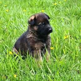 German Shepherd Puppies from K9 Academy