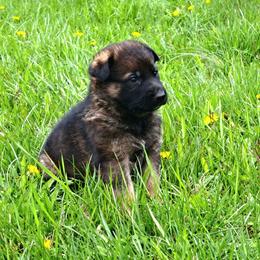 German Shepherd Puppies from K9 Academy