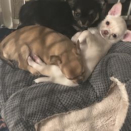 Chihuahua Puppies from Wild Mountain Chihuahuas