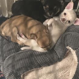 Chihuahua Puppies from Wild Mountain Chihuahuas