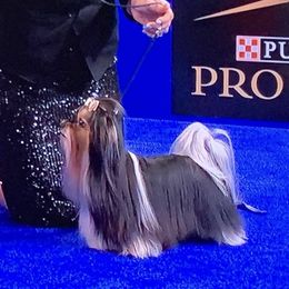 Bruno - Biewer Terrier